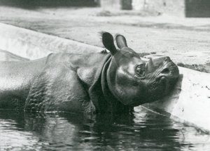 Den indiska noshörningen Felix njuter av ett dopp i sin pool på London Zoo i juni 1928 av Frederick William Bond