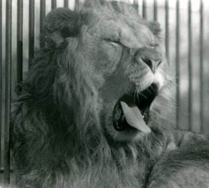 Lejonhanen, Abdullah, gäspar i sin inhägnad på London Zoo 1925 av Frederick William Bond
