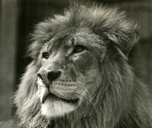 Lejonhanen Kuja på London Zoo i augusti 1924