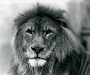 Lejonhanen Kuja på London Zoo i januari 1925 av Frederick William Bond