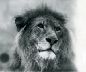 Lejonhanen Kuja på London Zoo i januari 1925 av Frederick William Bond