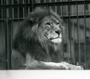 Lejonhanen Kuja liggandes i sin inhägnad på London Zoo i januari 1925 av Frederick William Bond