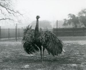 Manlig samtalsvisning vid en Greater Rhea, London Zoo av Frederick William Bond