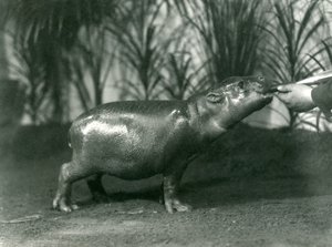 Percy, en ung pygméflodhäst som handmatas på London Zoo, november 1923 (bw-foto) av Frederick William Bond