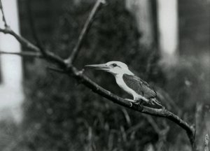 Storknäbbkungsfiskare vilar på en gren, denna underart är från Sulu Archipelago i Filippinerna, London Zoo av Frederick William Bond