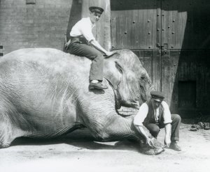 Sundermalah får sin främre fot trimmad av en målvakt, med en fil, medan en annan sitter på hennes rygg, London Zoo, augusti 1926 av Frederick William Bond