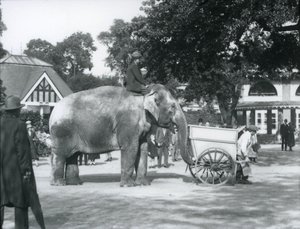 Syed Ali rider på Indianani bakom en kärra, London Zoo, oktober 1925 av Frederick William Bond