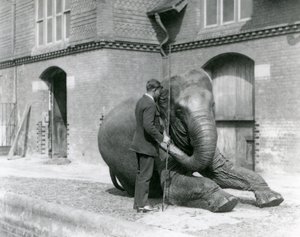 Syed Ali tränar Indiarani framför elefanthuset, London Zoo, augusti 1923 (svart foto). av Frederick William Bond