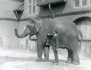 Syed Ali tränar Indiarani framför elefanthuset, London Zoo, augusti 1923 (svart foto). av Frederick William Bond