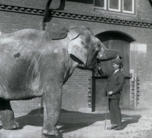 Syed Ali tränar indiarani framför Elephant House, London Zoo, oktober 1925 av Frederick William Bond
