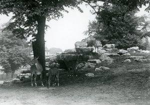 ElandAntelope Paddock på London Zoo 1924 av Frederick William Bond