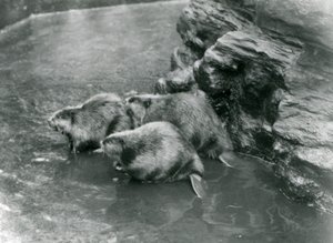Tre bävrar i deras pool på London Zoo, 1920-talet av Frederick William Bond