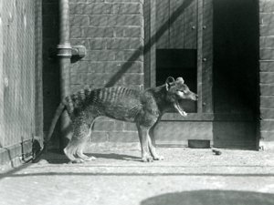 Thylacine/Tasmanian Wolf på London Zoo i augusti 1926 (s/v foto) av Frederick William Bond