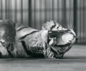 Tigress "Sally" gäspar när hon ligger på golvet i sin inhägnad, London Zoo. av Frederick William Bond