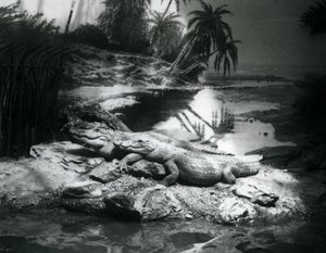Två alligatorer, i panoramamiljö, på London Zoo i juni 1927 av Frederick William Bond