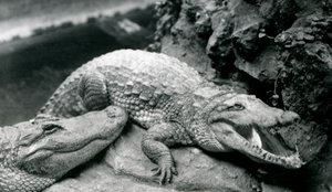 Två amerikanska alligatorer på London Zoo, juli 1914 av Frederick William Bond