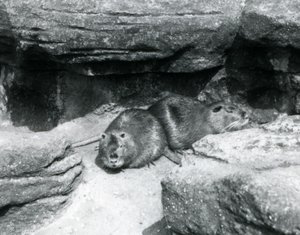 Två Coypu vilar bland stenar i deras inhägnad vid London Zoo, april 1925 av Frederick William Bond