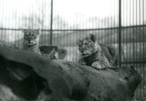 Två lejonungar, som hade fötts i menageriet, i deras inhägnad på London Zoo, april 1924 av Frederick William Bond