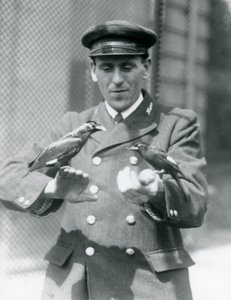Två Myna-fåglar i händerna på målvakten Thomas Raggett, London Zoo, juni 1924 av Frederick William Bond