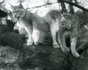 Två Northern Lynx, en sittande och en stående, på en gren, London Zoo, oktober 1925 av Frederick William Bond