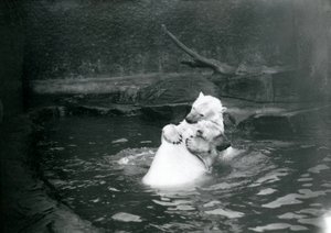 Två isbjörnar, inklusive en ung, kramas och leker i en pool på London Zoo, juni 1922 av Frederick William Bond