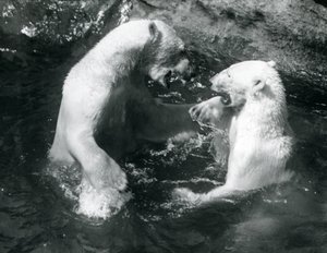 Två isbjörnar leker i sin pool på London Zoo 1926 av Frederick William Bond