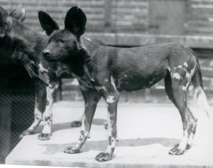 Två somaliska vilda hundar på London Zoo, juli 1925 av Frederick William Bond