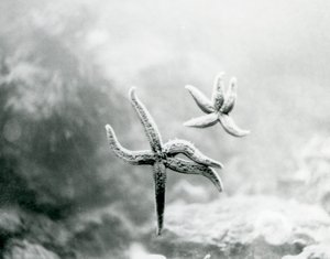 Två sjöstjärnor, på akvarieglaset, som visar sina undersidor på London Zoo i mars 1925 av Frederick William Bond