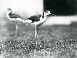Två svarthalsade styltor som står på gräs, London Zoo, juli 1925 av Frederick William Bond
