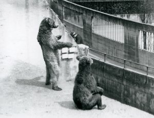 Två brunbjörnar, en stående på bakbenen och en sittande, tittar ner från Mappin Terraces, London Zoo, juli 1925 av Frederick William Bond
