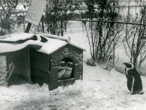 Two endangered Black-Footed Penguins look out of their nesting box, in the snow, while another looks on, London Zoo, 1924  av Frederick William Bond