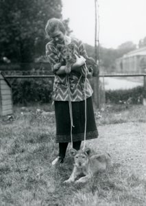 Två lejonungar med en ung kvinna på London Zoo i augusti 1925 av Frederick William Bond