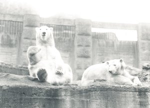 Två isbjörnar i ZSL London Zoo, 1927 av Frederick William Bond