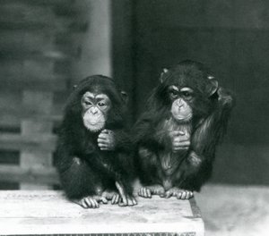 Två unga schimpanser som sitter på en trälåda, London Zoo av Frederick William Bond