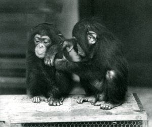 Två unga schimpanser sitter på en trälåda, London Zoo, 1924 av Frederick William Bond