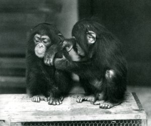 Två unga schimpanser som sitter på en trälåda. Den ena sitter still medan den andra putsar sin päls, London Zoo av Frederick William Bond