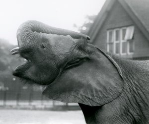 Ung afrikansk elefant Kiberenge höjer sin snabel och ropar, London Zoo, augusti 1925 av Frederick William Bond