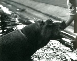 Ung flodhäst "Bobbie" med en djurhållare på London Zoo, september 1920 av Frederick William Bond