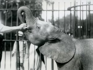 Ung kvinnlig afrikansk pygméelefant Oojah får en godbit, London Zoo, juli 1925 av Frederick William Bond