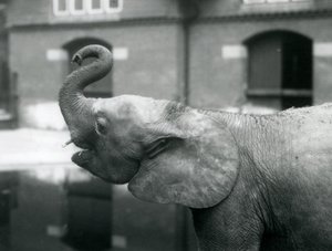 Ung kvinnlig afrikansk pygméelefant Oojah höjer sin snabel på London Zoo, augusti 1925 av Frederick William Bond