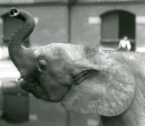 Ung kvinnlig afrikansk pygméelefant Oojah höjer sin snabel på London Zoo, augusti 1925 av Frederick William Bond