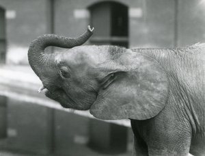 Ung kvinnlig afrikansk pygméelefant Oojah höjer sin snabel på London Zoo, juli 1925 av Frederick William Bond