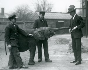 Ung kvinnlig afrikansk pygméelefant Oojah höjer sin snabel för en godbit på London Zoo, juni 1925 av Frederick William Bond
