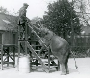 Ung kvinnlig afrikansk pygméelefant Oojah med framfötterna på ombordstigningstrappan, sträcker sig efter sin tränare, som är på det översta steget, med sin snabel, London Zoo, juni 1925 av Frederick William Bond