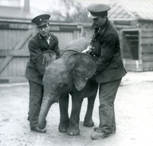 Ung kvinnlig afrikansk pygméelefant Oojah med två djurhållare på London Zoo i april 1925 av Frederick William Bond