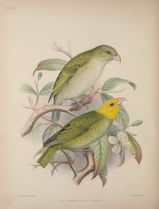 Psittirostra Psittacea, från 