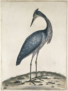 A Heron, 1789 (wc och bläck på papper)