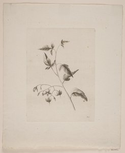 Blommotiv
