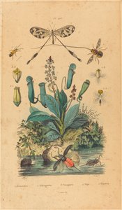 Insekter och blommor av French 19th Century
