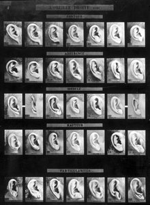 Antropometrisk klassificering och identifiering av Bertillon-systemet: jämförelse av olika typer av raka öron (lob). sd. Sent 1800-tal. av French Photographer